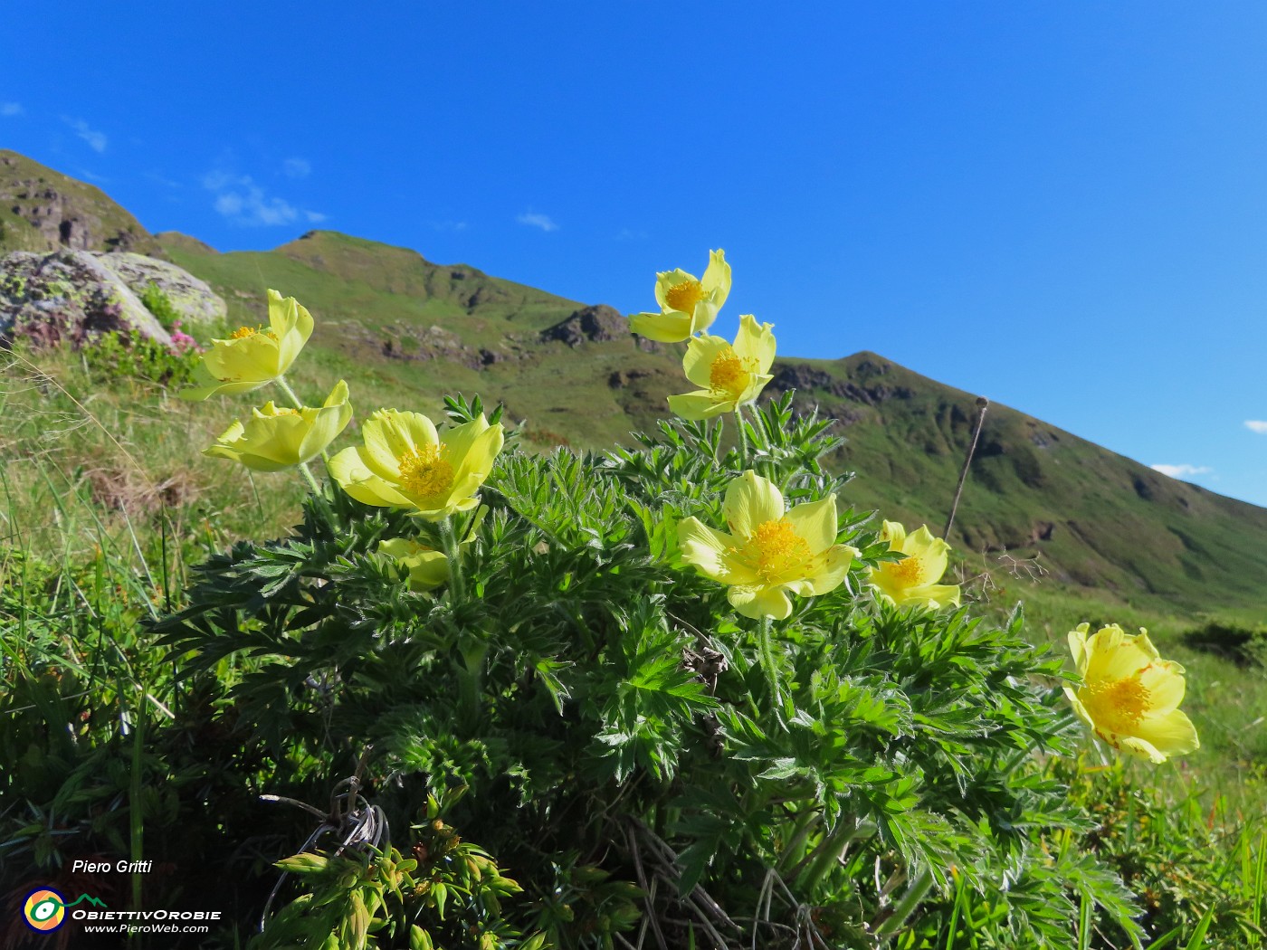 09 Pulsatilla alpina apiifolia - Pulsatilla sulfurea .JPG